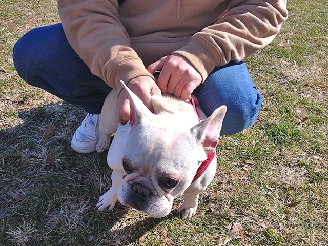 フレンチブルドッグのはなこちゃん