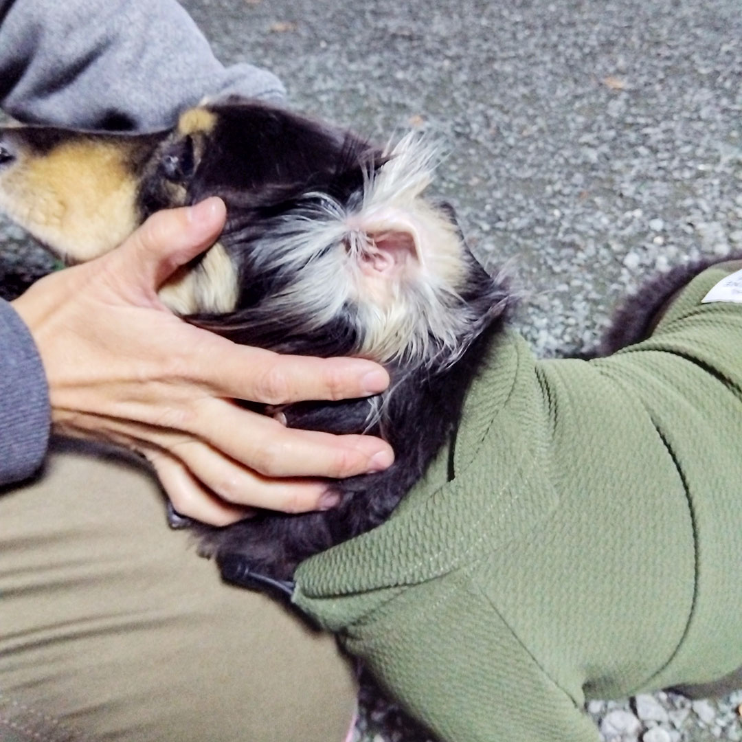 柴犬たけいまめ君